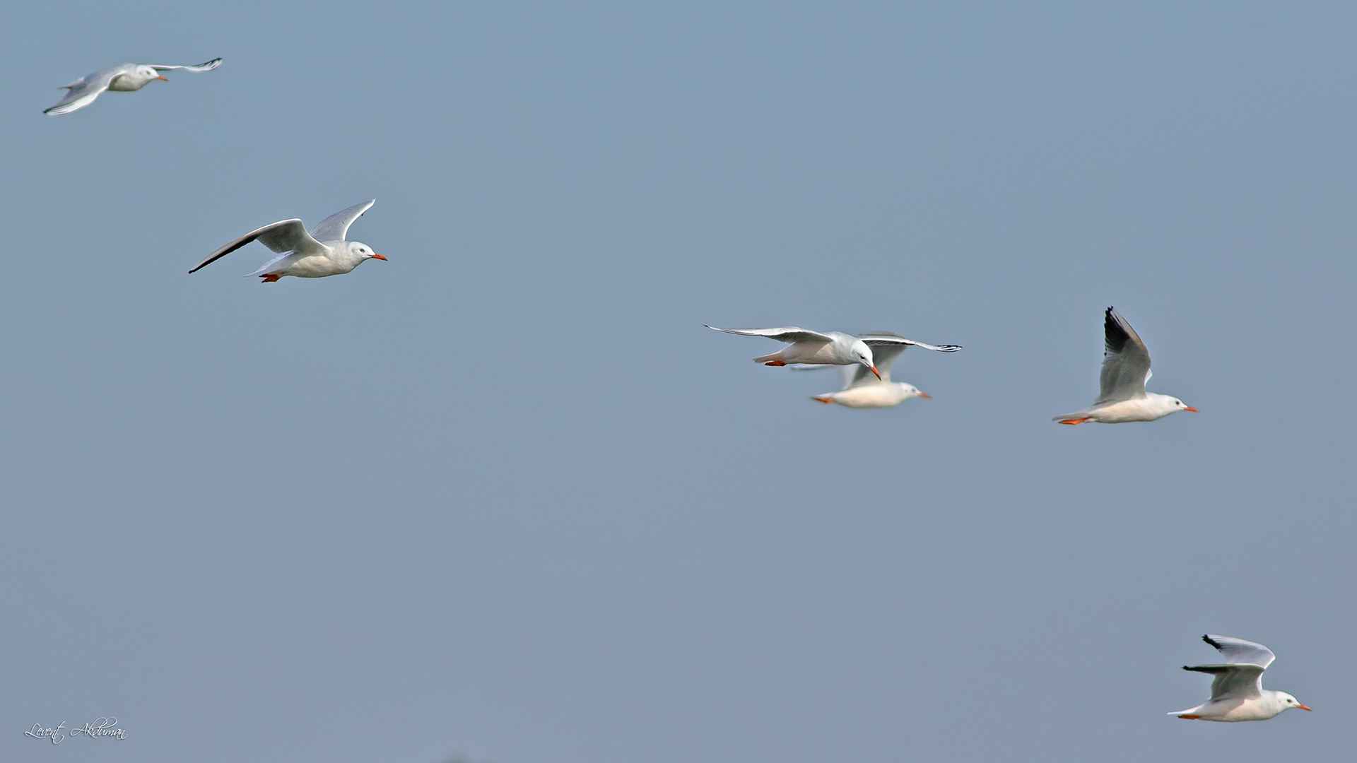 Slender-billed Gull